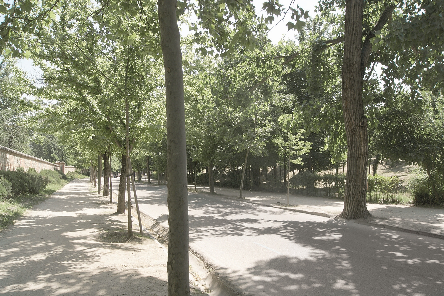 Tree-lined pedestrian path in sunlit city park, A Man in a Park.