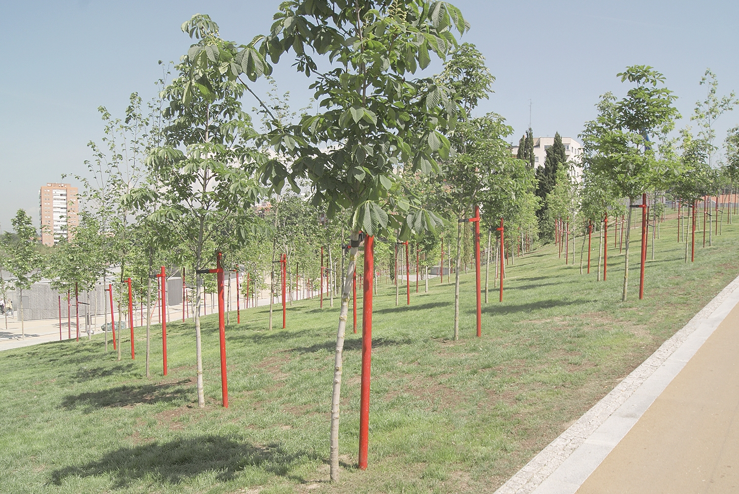 Young trees planted in rows on grassy slope in park, A Man in a Park.