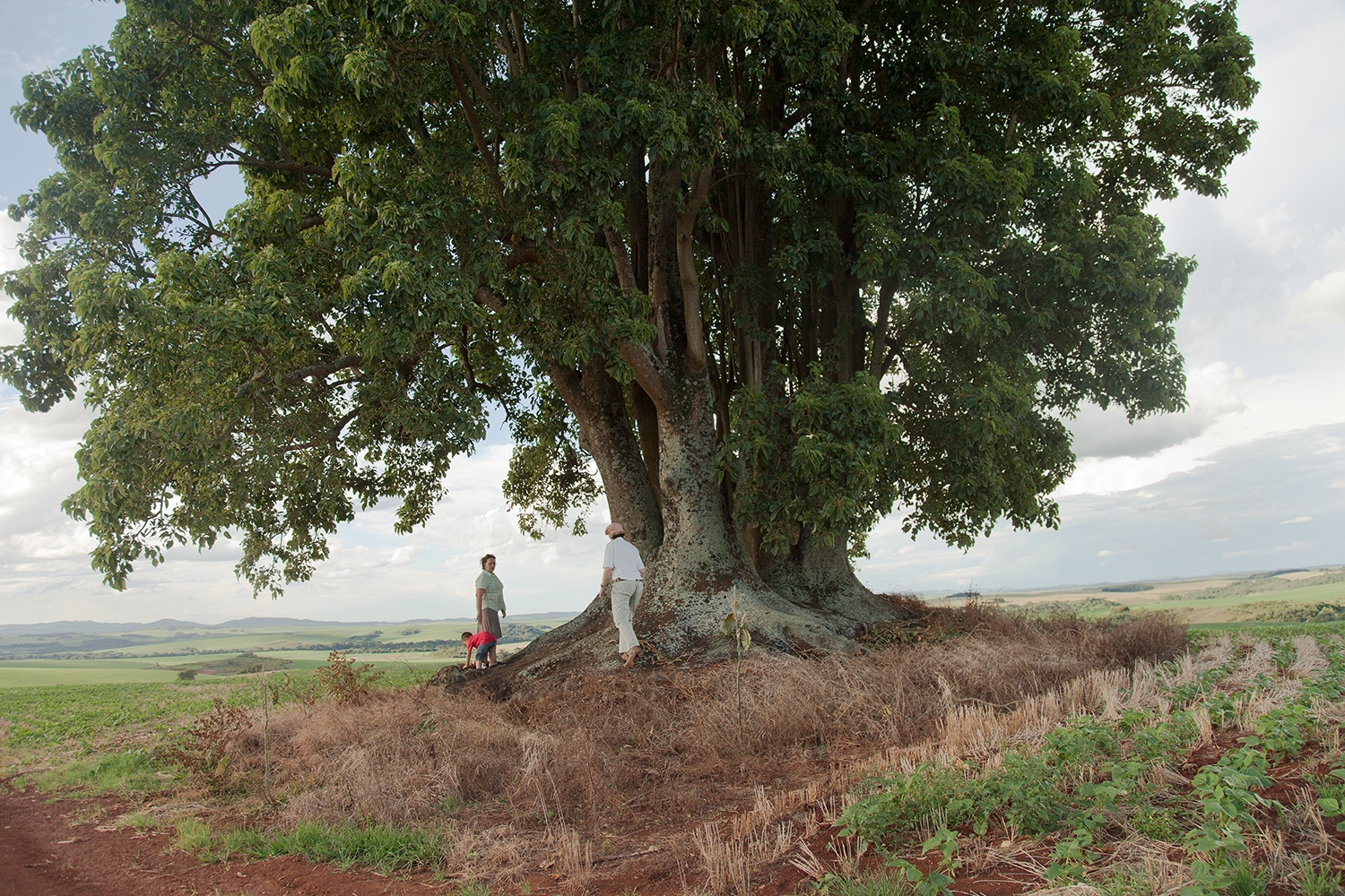 Large tree in open rural landscape with three human figures beneath it, O Destino de Um Coração